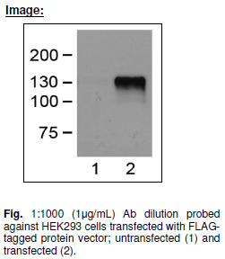 Anti FLAG, Monoclonal antibody