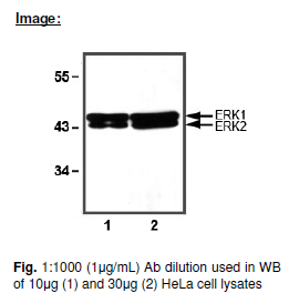 Anti-ERK E1/2, monoclonal 
