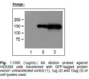 Anti GFP, Monoclonal antibody