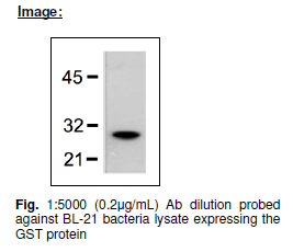 Anti GST, Monoclonal antibody