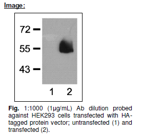 Anti HA, Monoclonal antibody