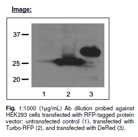 Anti RFP, Monoclonal antibody