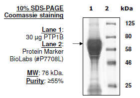Image of PTP-D2/PTPN14