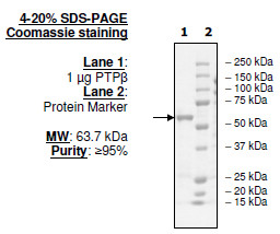 Image of PTPβ
