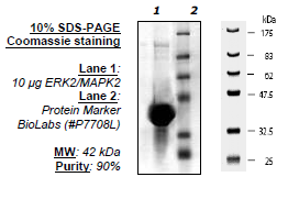 ERK2 (K52R), Inactive, Mouse
