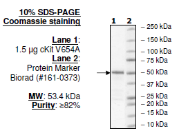 Image of cKit (V654A)