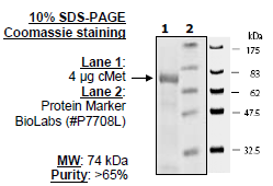 Human cMet protein| West Bioscience