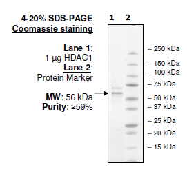 Image of HDAC1