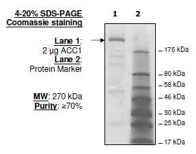 ACC1, FLAG-His-tags