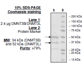 Image of DNMT3B/DNMT3L Complex, His-tag