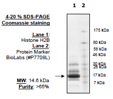 Image of Histone H2b, Full Length