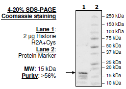 Histone H2a, Full Length, Biotin-labeled