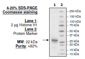 Image of Histone H1, Full Length
