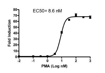 AP-1 Reporter - HEK293 Cell Line (JNK signaling pathway) 