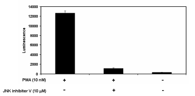 Image of AP-1 Reporter – HEK293 Cell Line (JNK signaling pathway