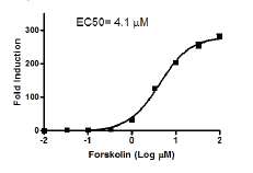 CRE/CREB Reporter (Luc) - HEK293 Cell Line (cAMP/PKA Signaling P