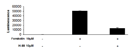 Image of CRE/CREB Reporter (Luc) – HEK293 Cell Line (cAMP/PKA Si