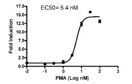 Image of AP1 Reporter Kit (JNK Pathway)