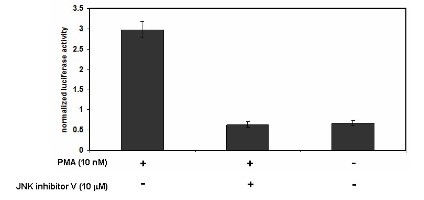 Image of AP1 Reporter Kit (JNK Pathway)