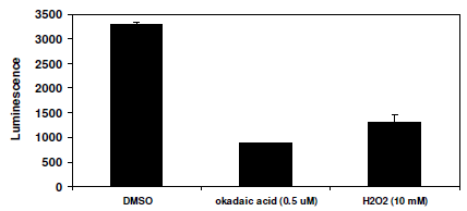 Hippo Pathway TEAD Reporter - MCF7 Cell Line