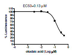 Image of Hippo Pathway TEAD Reporter - MCF7 Cell Line