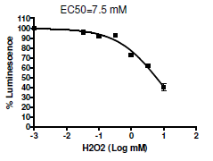 Image of Hippo Pathway TEAD Reporter - MCF7 Cell Line