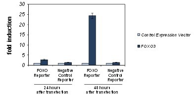 Image of FOXO Reporter Kit (PI3K/AKT Pathway)