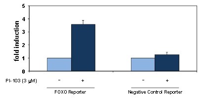 FOXO Reporter Kit (PI3K/AKT Pathway)