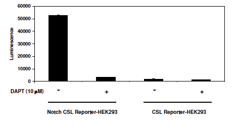 Notch Signaling Pathway Notch1/CSL Reporter - HEK293 Cell Line