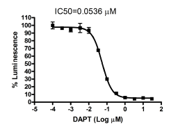 Image of Notch Signaling Pathway Notch1/CSL Reporter - HEK293 Ce