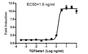 Image of SBE Reporter Kit (TGFβ/SMAD signaling pathway)