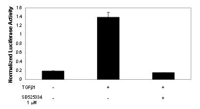 Image of SBE Reporter Kit (TGFβ/SMAD signaling pathway)