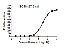 GAL4 Reporter (Luc)-HEK293 Cell Line (Glucocorticoid Receptor Pa