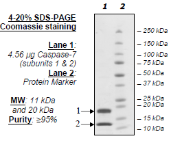 Caspase7 