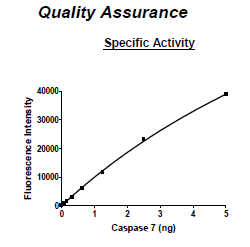 Image of Caspase7 