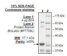 Image of BirA, His-FLAG-tags, E. coli