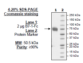 B7-1 (CD80), Fc Fusion