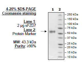 Frizzled-7, Fc Fusion