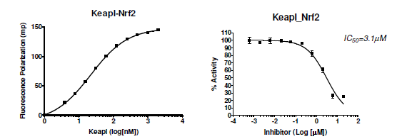 KEAP1-Nrf2 Inhibitor Screening Assay Kit
