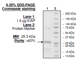 Image of XIAP (Bir2,Bir3)