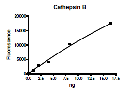 Image of Cathepsin B