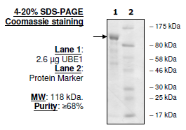 Image of UBE1 (UBA1)
