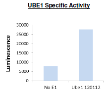 UBE1 (UBA1)