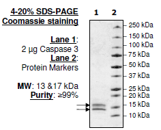 Image of Caspase3