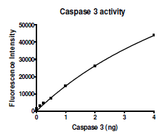Caspase3