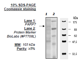 Image of PARP7