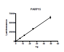 Image of PARP15