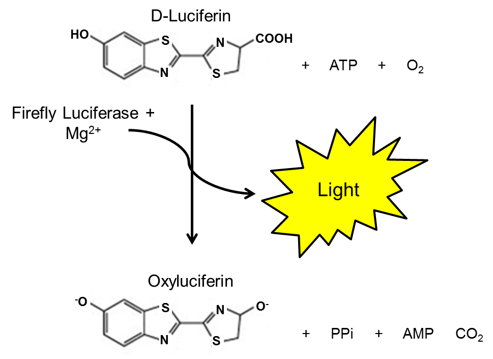 One-Step Luciferase Assay System