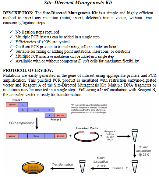 Fast and Efficient Mutagenesis Kit without Competent Cells